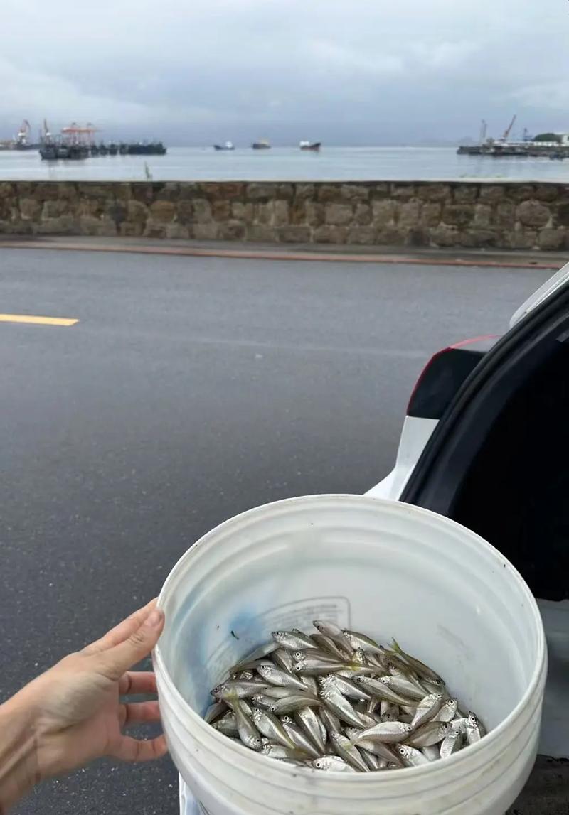 码头新到货衫马鱼,杉马鱼是潮汕当地人称呼一种深海小鱼的,杉马